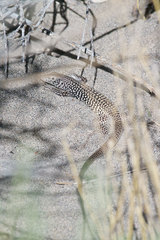 Aspidoscelis tigris tigris