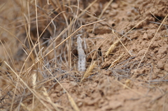 Bolivaria brachyptera
