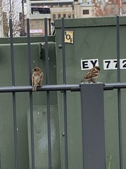 Passer domesticus