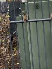 Passer domesticus