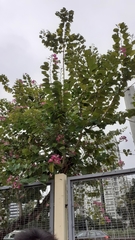 Bauhinia
