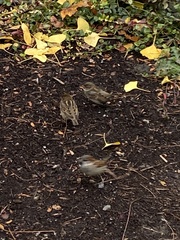 Passer domesticus