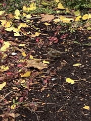 Passer domesticus