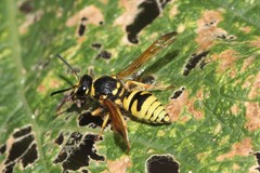 Ancistrocerus durangoensis