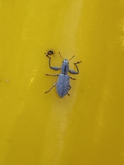 Pandeleteius nodifer