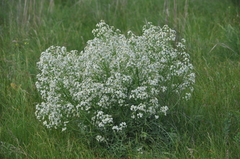 Crambe aspera