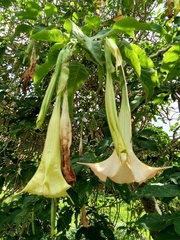 Brugmansia