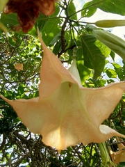 Brugmansia
