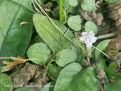 Hemigraphis alternata