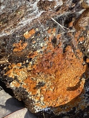 Botryobasidium aureum