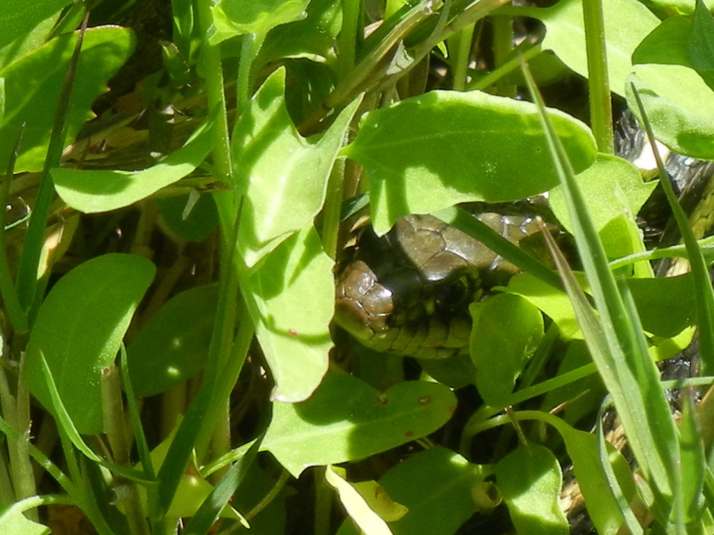 Coast Garter Snake from Elsie Roemer Bird Sanctuary, Alameda, CA on ...