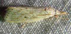 Diatraea lisetta