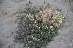 Thymus pallasianus