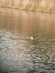 Mergus merganser