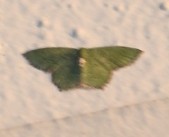 Chloropteryx nordicaria