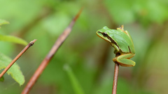 Hyla walkeri