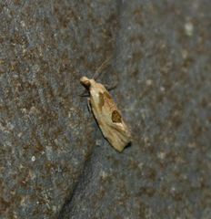 Aethes angustana