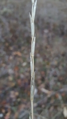 Thinopyrum intermedium intermedium