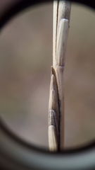 Thinopyrum intermedium intermedium