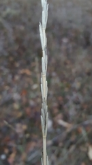 Thinopyrum intermedium intermedium