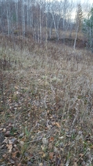 Thinopyrum intermedium intermedium