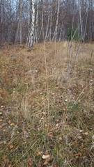 Thinopyrum intermedium intermedium