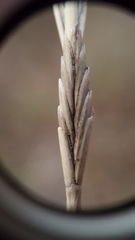 Thinopyrum intermedium intermedium