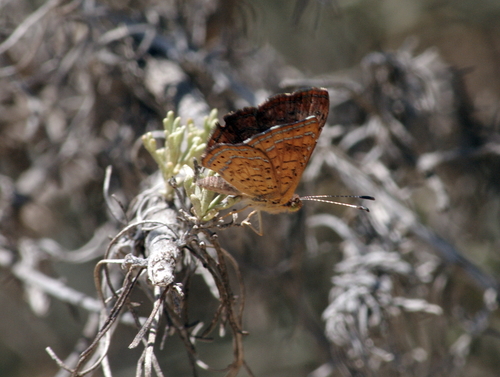 iNaturalist observation photo of Fatal Metalmark