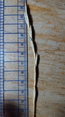 Thinopyrum intermedium intermedium