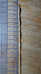 Thinopyrum intermedium intermedium