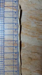 Thinopyrum intermedium intermedium