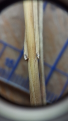 Thinopyrum intermedium intermedium