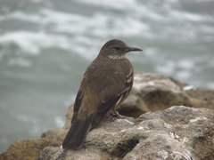 Cinclodes taczanowskii