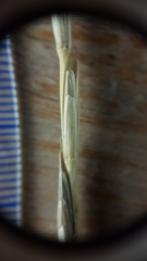 Thinopyrum intermedium intermedium