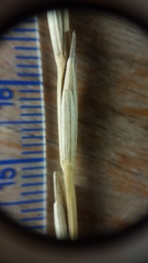 Thinopyrum intermedium intermedium