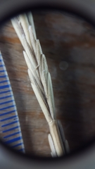 Thinopyrum intermedium intermedium