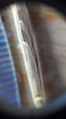 Thinopyrum intermedium intermedium