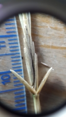 Thinopyrum intermedium intermedium