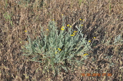 Tanacetum achilleifolium