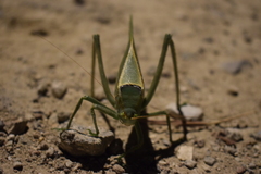 Stilpnochlora azteca