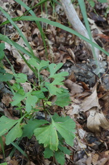 Ginkgo biloba