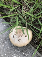 Chlorophyllum molybdites image