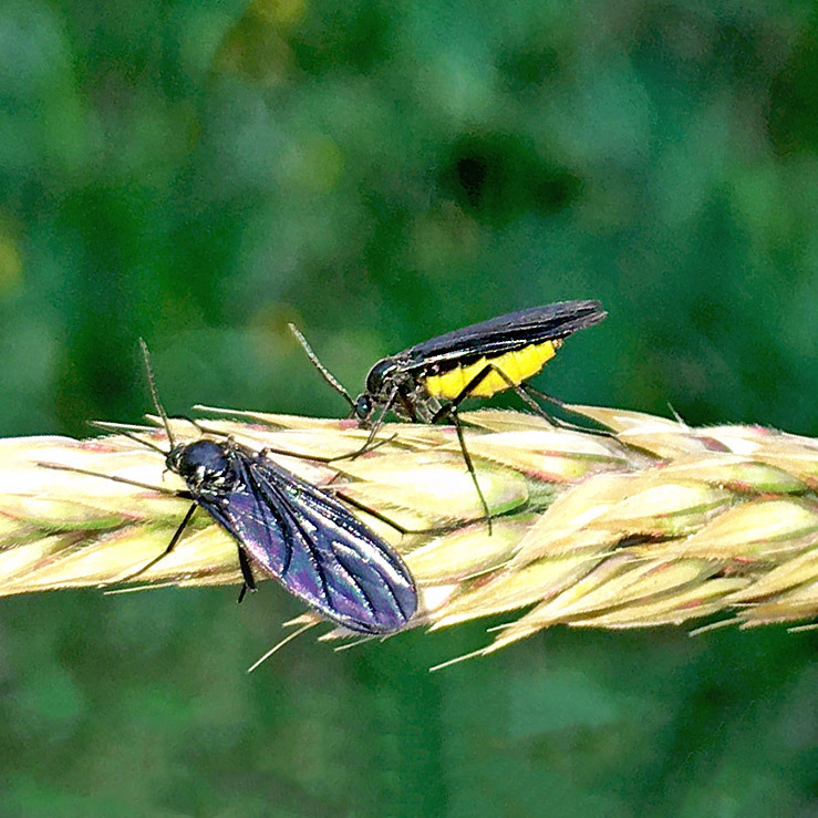 Sciara analis