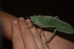 Stilpnochlora azteca
