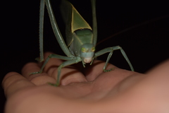 Stilpnochlora azteca