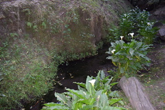 Zantedeschia aethiopica