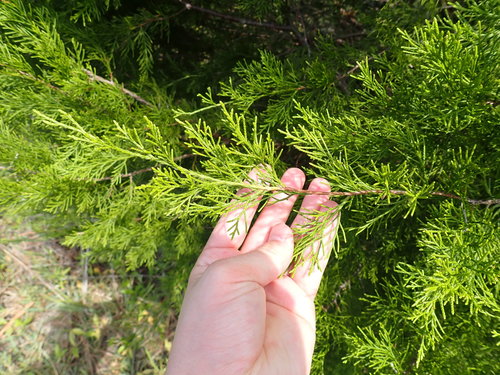 Juniperus image