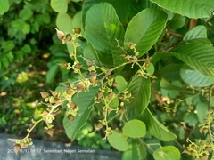 Tetracera
