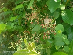 Tetracera