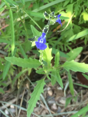 Salvia subincisa